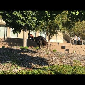 Meet your Posher, Ling